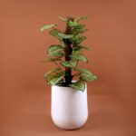 Tear Drop Fiberglass Planter/Pot - Image 7