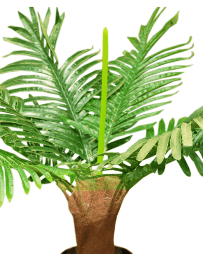 90cm Artificial Palm Plant - Image 2