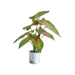 Caladium Artificial Plants