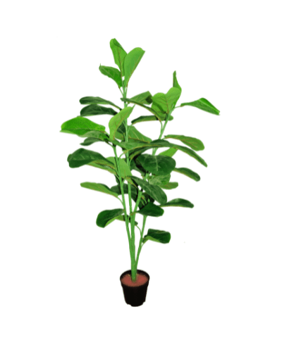 Fiddle tree