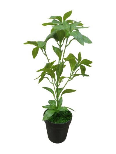 Artificial Sarcandra indoor Plant
