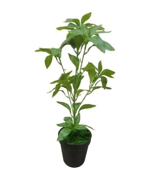 Artificial Sarcandra indoor Plant