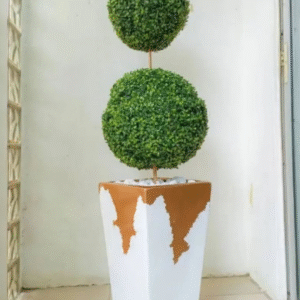 Boxwood Plant Potted with 2ft Tapered Fiberglass Pot – Elegant Indoor & Outdoor Decor