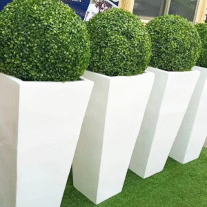 Boxwood Plant with 3ft Tapered Fiberglass Pot – Stylish Greenery for Indoor and Outdoor Use