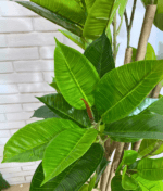 Ultra-Realistic Artificial Fiddle Tree Plant – H’ 180CM And 200CM - Image 2