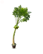 Artificial Papaya Tree For Outdoor Décor - Image 2