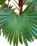 FAN PALM FAKE PLANT | ALTERNATIVE TO NATURAL FLOWER PLANT - Image 2
