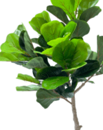 ARTIFICIAL FIDDLE LEAF PLANTS FOR INDOOR/OUTDOOR DESIGN - Image 4