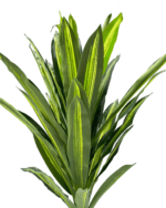 FAUX SINGLE DRACAENA PLANTS | DECORATIVE ARTIFICIAL PLANT - Image 2