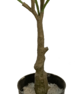 ARTIFICIAL ORANGE TREE PLANTS | NEARLY NATURAL PLANTS - Image 3