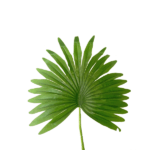ARTIFICIAL MINI FAN PALM PLANT | 85CM - Image 3