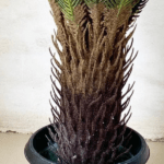 Artificial Indoor Palm Plants | Nigeria Wholesaler Of Fake Plants - Image 3