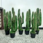 ARTIFICIAL CACTUS PLANT | WHOLESALE OF FAKE PLANTS |ORDER NOW - Image 2