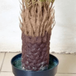 Artificial Palm Cycas Plants For Interior | Bulk Sales Of Fake Plant Nigeria - Image 5