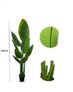 TRAVELER'S BANANA PLANT AVAILABLE FOR BULK SALES - Image 2