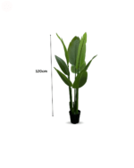 TRAVELER'S BANANA PLANT AVAILABLE FOR BULK SALES - Image 3