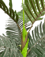 SYNTHETIC PALM PLANTS | BULK SLAES - DELIVERY NATIONWIDE - Image 2