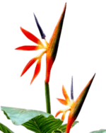 BIRDS OF PARADISE PLANTS | BEST INTERIOR FLOWER PLANTS - Image 2