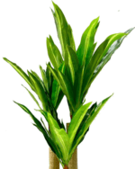 FAKE DRACAENA PLANTS - PLANTS FOR COMMERCIAL SPACES - Image 3