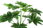 ARTIFICIAL JAPANESE FATSIA PLANTS | PLANTS SALES | ORDER NOW - Image 3