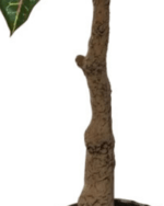 ARTIFICIAL FIDDLE LEAF PLANTS FOR INDOOR/OUTDOOR DESIGN - Image 5