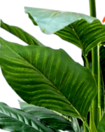 BIRDS OF PARADISE PLANTS | BEST INTERIOR FLOWER PLANTS - Image 3