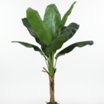 ARTIFICIAL BANANA PLANTS SALE | ONLINE PLANTS WHOLESALES