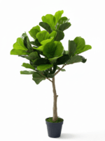ARTIFICIAL FIDDLE LEAF PLANTS FOR INDOOR/OUTDOOR DESIGN
