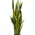 ARTIFICIAL POTTED PLANTS NIGERIA - ONLINE AND OFFLINE SALES