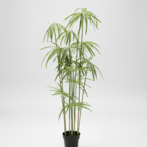 Artificial Graptopetalum Plants Tree – 125cm |Timeless Beauty, Zero Maintenance