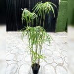 Artificial Graptopetalum Plants Tree – 125cm |Timeless Beauty, Zero Maintenance - Image 2