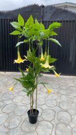 Artificial Datura Tree 160cm with 20 Flowers – Decorative Home Plant with 3 Branches - Image 2