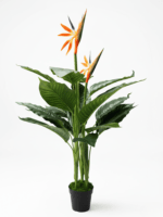 BIRDS OF PARADISE PLANTS | BEST INTERIOR FLOWER PLANTS