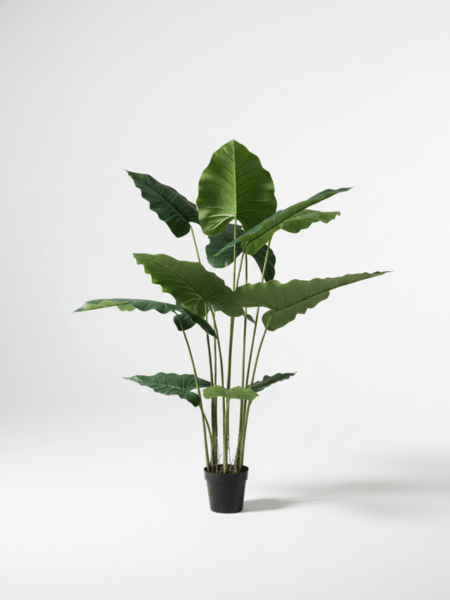 Elegant-Cocoyam-Plant-with-Dark-Leaves-–-130cm-Indoor-Artificial-Plant-for-Stylish-Decor.png Elegant Cocoyam Plant with Dark Leaves – 130cm Indoor Artificial Plant for Stylish Decor - Image 1