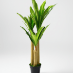 FAKE DRACAENA PLANTS - PLANTS FOR COMMERCIAL SPACES