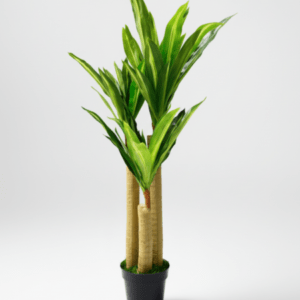 FAKE DRACAENA PLANTS - PLANTS FOR COMMERCIAL SPACES