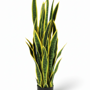 FAKE SNAKE PLANTS | WHOLESALE OF QUALITY PLANT IN NIGERIA