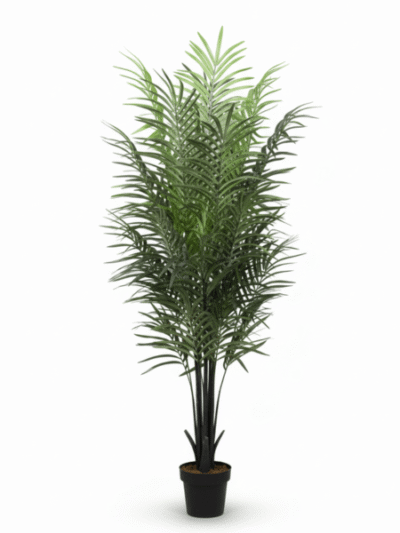 DARK ARECA PALM | 180cm