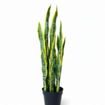Modern Artificial Snake Plant for Indoor Décor – Available in Small and Big Sizes