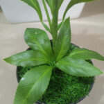Fake Mini Indoor Plants | Wholesale Of Artificial Sarcandra Plant - Image 2