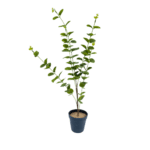 Artificial Tabletop Mini Plants/Flowers | Mini Potted Plants For Interior Design - Image 4