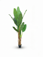 OUTDOOR ARTIFICIAL BANANA TREE | ONLINE PLANT WHOLESALES