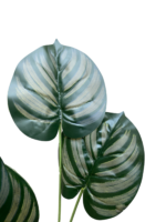 ARTIFICIAL HOUSEPLANTS | GREEN APPLE PLANTS | "Buy Now" - Image 4