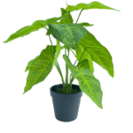 TABLETOP FAKE PLANTS | CALADIUM PLANS | "ORDER NOW" - Image 4