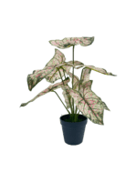 TABLETOP FAKE PLANTS | CALADIUM PLANS | "ORDER NOW" - Image 3