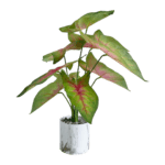 TABLETOP ARTIFICIAL PLANTS | FAUX CALADIUM PLANT| SHOP NOW - Image 3