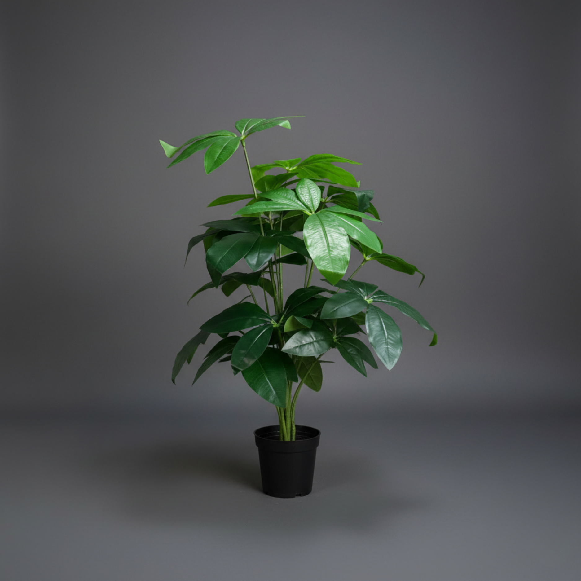 SCHEFFLERA.png Elegant Artificial Schefflera Plant (YD-102) – 75cm Indoor Decorative Greenery in Plastic Pot - Image 1