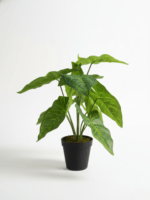 TABLETOP FAKE PLANTS | CALADIUM PLANS | "ORDER NOW"