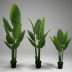 TRAVELER'S BANANA PLANT AVAILABLE FOR BULK SALES