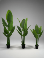 TRAVELER'S BANANA PLANT AVAILABLE FOR BULK SALES